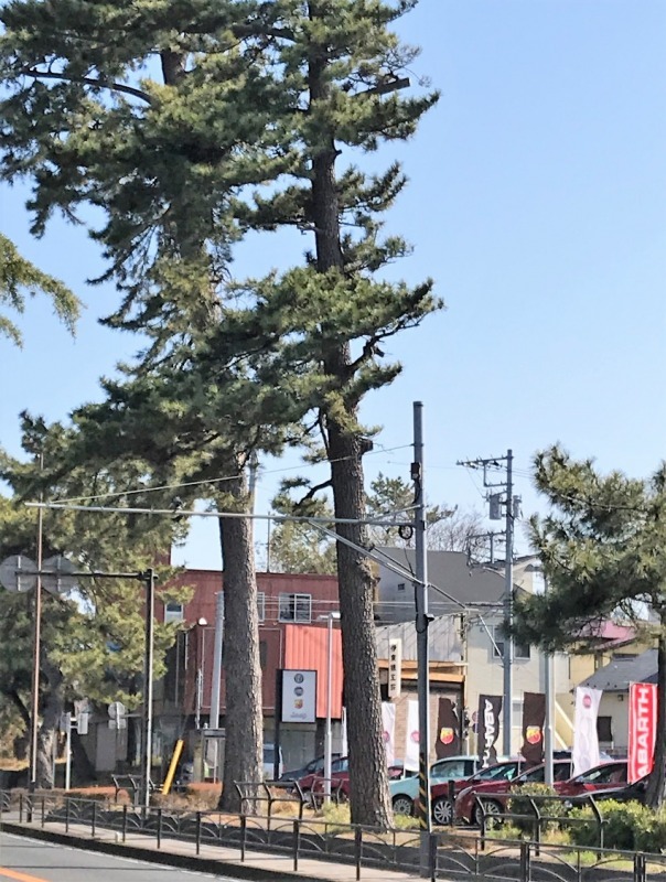 旧東海道・茅ケ崎市の松並木（赤松町及び茅ケ崎高校付近）