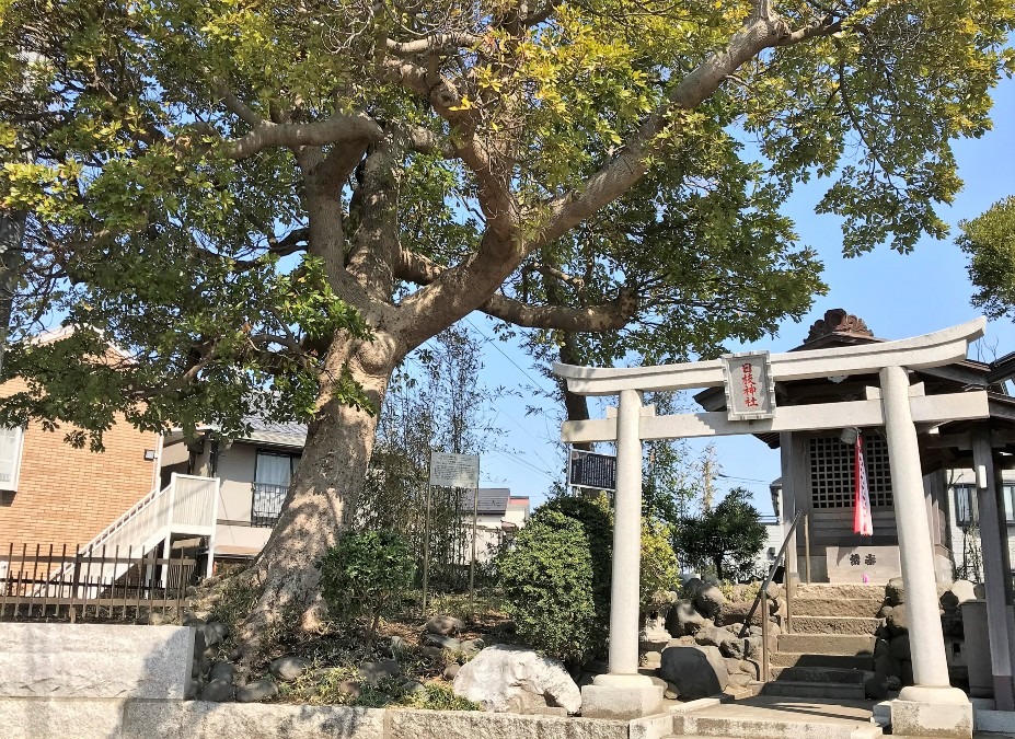 日枝神社（辻堂元町）～ジオラマの様な調和のとれた風景～