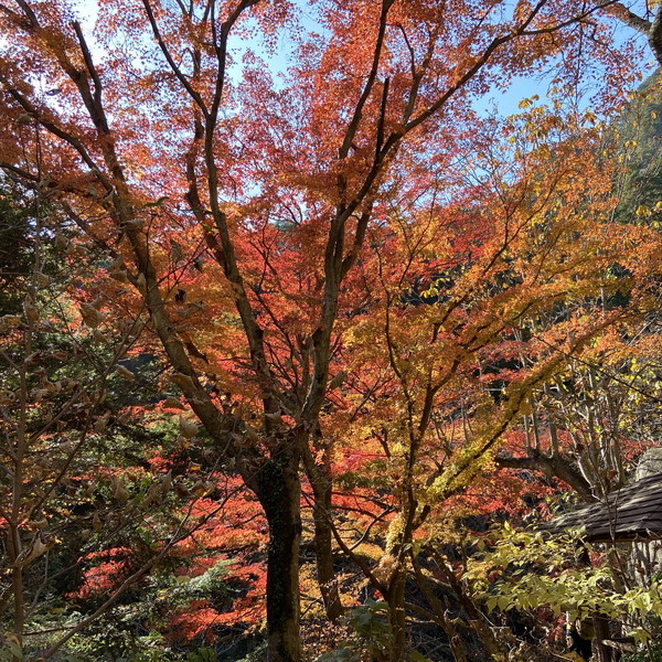 阿野全成