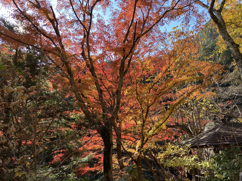 阿野全成